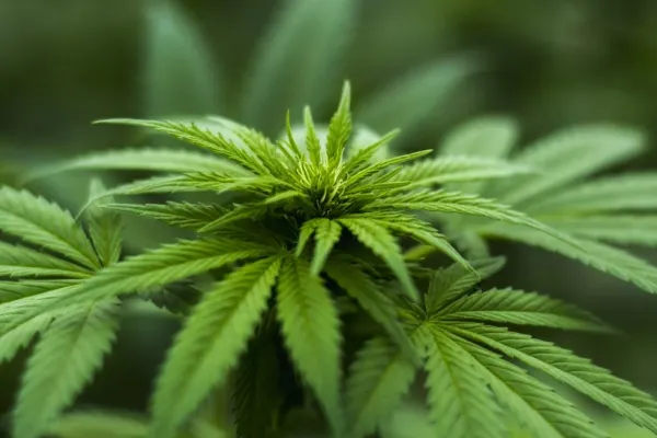 Germania va legaliza utilizarea canabisului în scop recreativ. De când intră în vigoare decizia