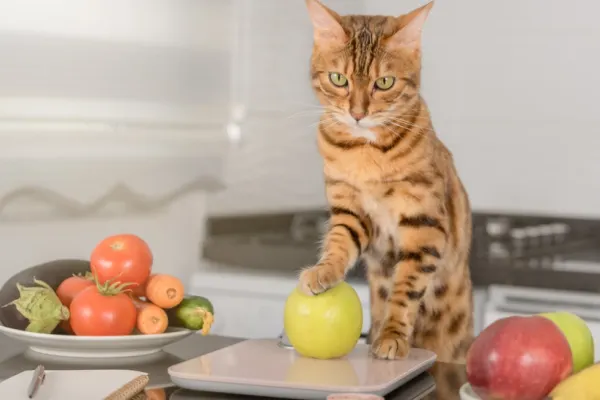 Lista completă de fructe și legume pe care le poate mânca o pisică. Toate alimentele vegetale sigure pentru felina ta