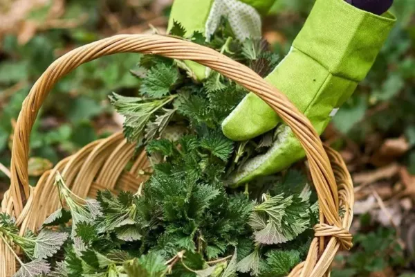 Urzicile și verdețurile au ajuns un lux pentru români! Prețuri care rivalizează cu alimente de bază