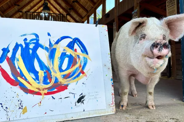 A murit porcul Pigcasso. Tablourile pictate de el, vândute cu peste 1 milion de dolari