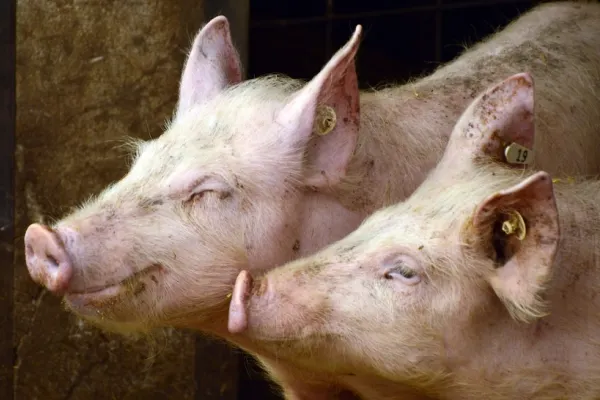 Focar de pestă porcină africană în județul Sibiu. 72 de porci vor fi neutralizați