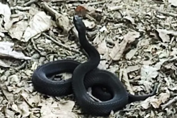 Vipera NEAGRĂ din Rusia și Ucraina, zărită în pădurile din jurul Iașiului. Apariția alimentează temerile