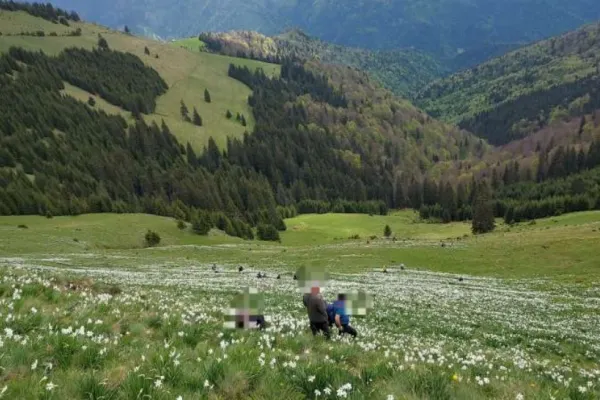 Doi turişti au fost accidentaţi în poiana cu narcise din Munţii Rodnei de o piatră căzută de pe versanţi. O femeie este inconştientă