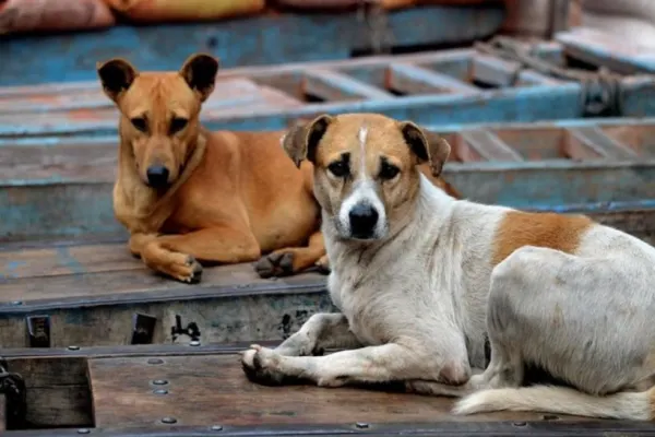 Iubitorii de animale din Turcia sunt în șoc: Guvernul și-a propus eutanasierea câinilor vagabonzi care nu sunt adoptaţi