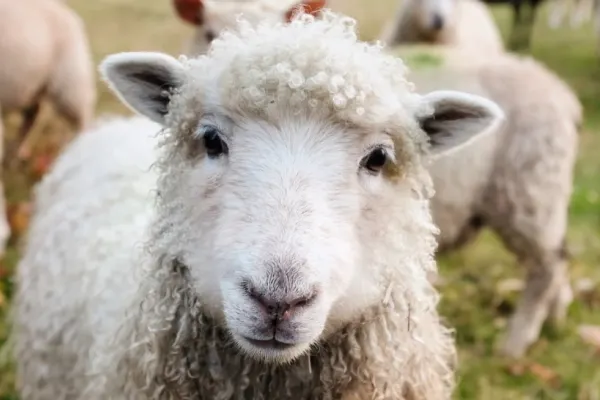 Criză sanitară în Grecia din cauza unui focar de febră aftoasă. Peste 8000 de animale sacrificate. Pierderi de peste 7 milioane de euro