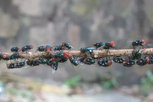 Trei alimente care țin muștele departe de casa ta. Spune adio insectelor vara aceasta