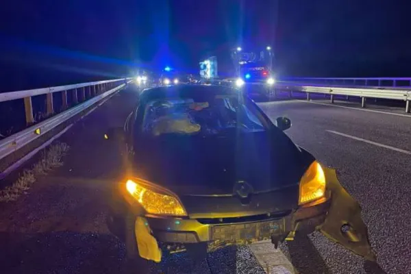 Accident pe A3: O vacă a fost lovită de două maşini! Una dintre ele s-a răsturnat