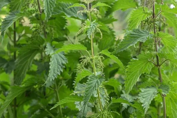 Planta pe care trebuie să o păstrezi în grădina ta cu orice preț: atrage fluturii și este un îngrășământ natural excelent. Benefii uriașe pentru sănătate