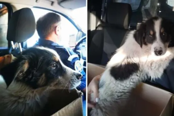 A vrut să spânzure un cățeluș de gardul curții. Ce a pățit un bărbat din Caraș Severin după ce a fost săltat de polițiști?