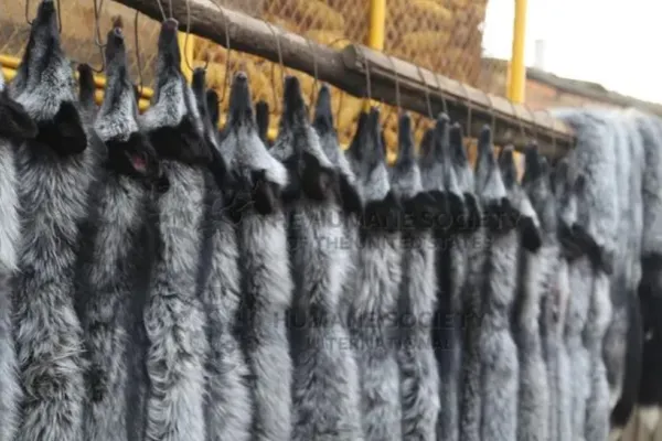 Grupul de modă MAX MARA anunță renunțarea la blănuri