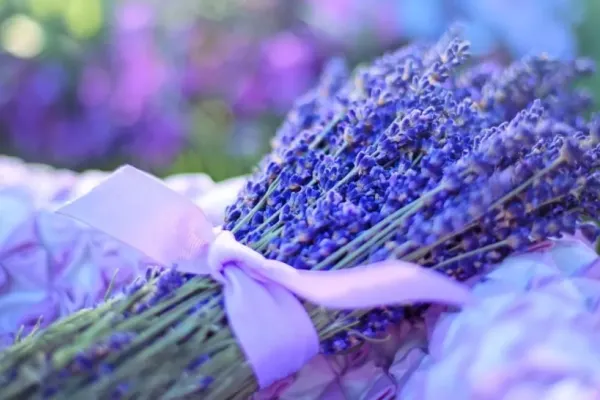 Floarea care distruge cea mai temută bacterie din lume. Micul arsenal natural împotriva stafilococului auriu