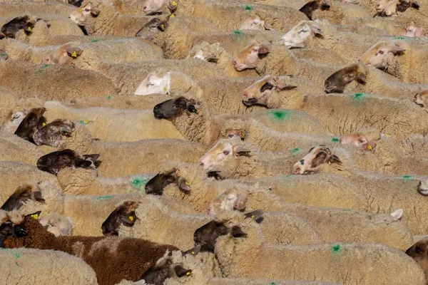 Pesta micilor rumegătoare face ravagii în ferme. Avertismentul experților