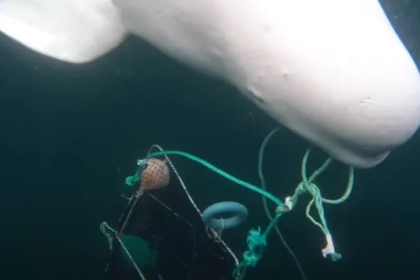 Beluga-spion a lui Putin a fost găsită moartă în Norvegia