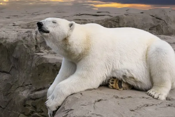 Un urs polar a fost împușcat de polițiști pentru siguranța oamenilor. Unde se rătăcise animalul