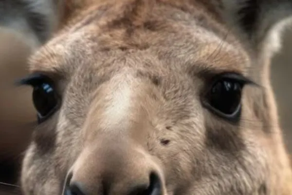 Un animal originar din Australia a fost găsit într-o gospodărie din Iași. Polițiștii au rămas uimiți