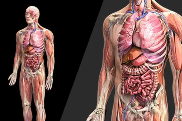 Ce alimente stimulează metabolismul? Iată cheia pentru o sănătate optimă