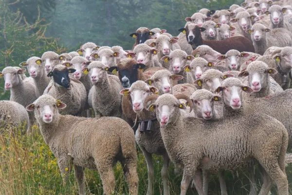 Focar de variolă ovină în județele Gorj și Vâlcea.Peste 800 de animale infectate vor fi sacrificate