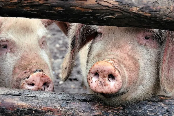 Focarul de pestă porcină din Arad a fost stins. Mii de animale au fost ucise preventiv în prag de sărbători