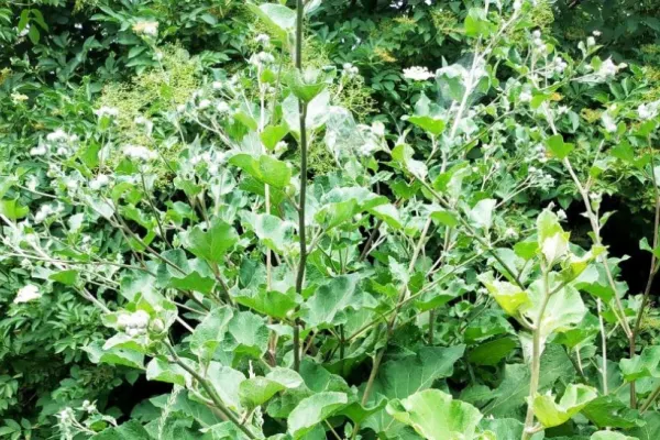 Planta pe care toți românii o aruncă, deși face minuni pentru sănătate. Strămoșii o foloseau ca medicament
