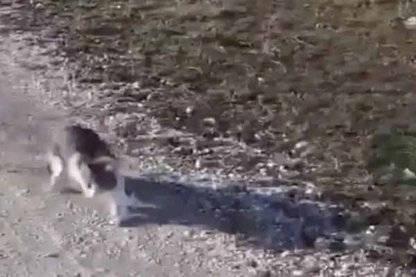 Polițiștii din Constanța au deschis o anchetă după ce o PISICĂ a fost abandonată pe câmp -VIDEO