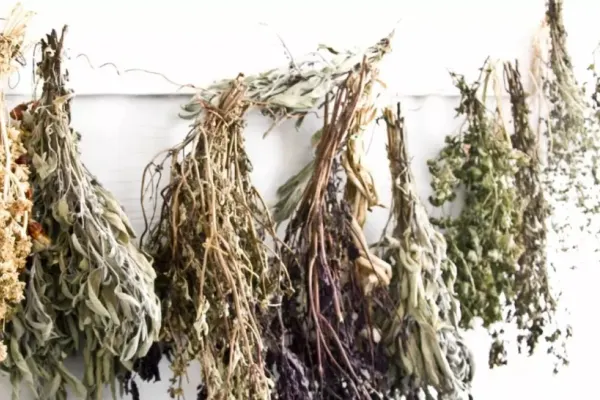 Planta care elimină mirosurile din încăperi și pune pe fugă insectele. În plus,  are o serie de beneficii pentru sănătate