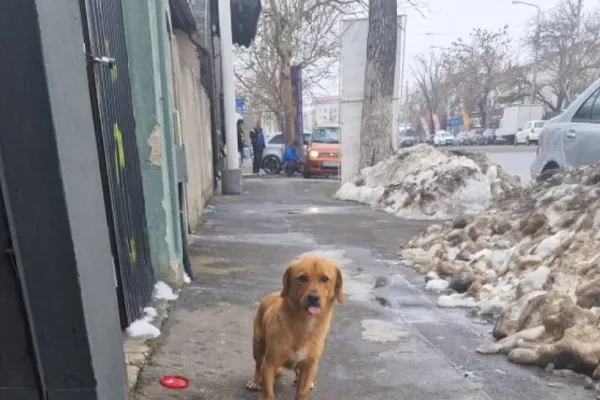 Amendă de jumătate de milion de lei pentru Romprest, după bătaie de joc cu deszăpezirea din sectorul 1