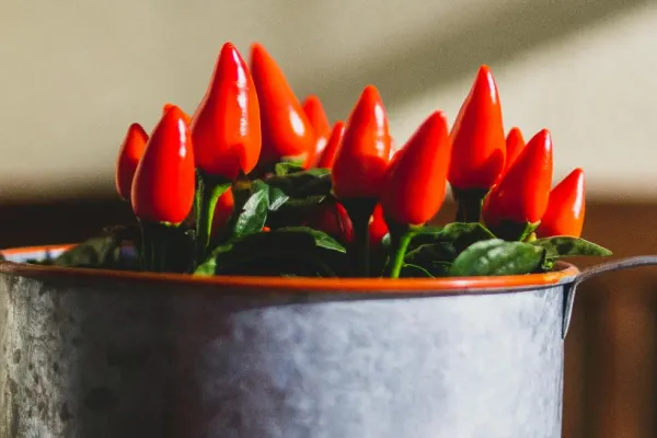Ce se întâmplă în corp când consumi alimente picante. Ce efect are asupra organismului capsaicina