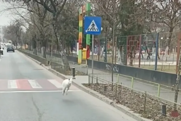 A fost descoperit proprietarul CANGURULULUI alb surprins pe străzile Bucureștiului. Polițiștii au avut o mare surpriză - VIDEO