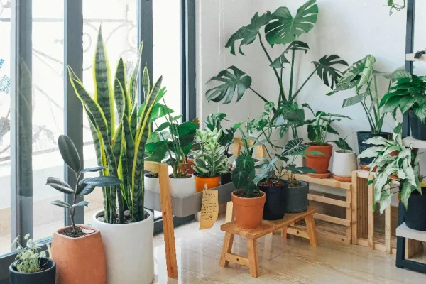 Plante de interior care ar putea să-ți îmbunătățească sănătatea, potrivit experților