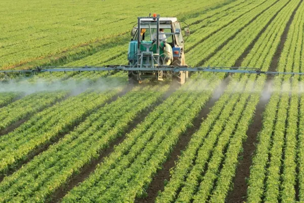 Planta minune care le umple buzunarele agriculorilor români. Este o adevărată mină de aur