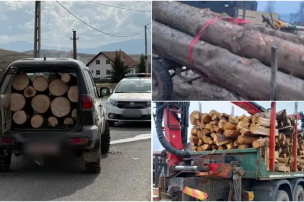 Hoți de lemne, arestați pentru transport de bușteni tăiați ilegal. Polițiștii din Harghita i-au prins în flagrant