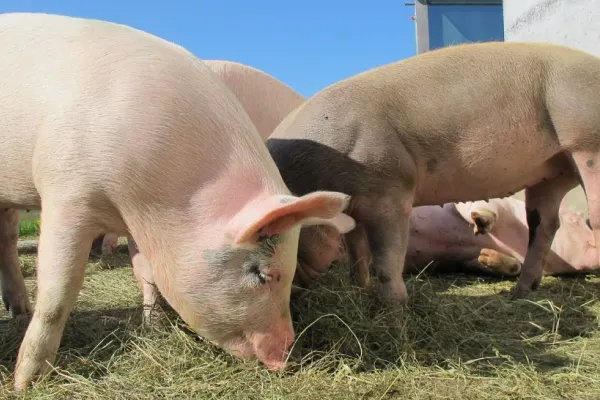 Descoperire neașteptată la granița României: polițiștii au intervenit imediat, iar animalele au fost incinerate