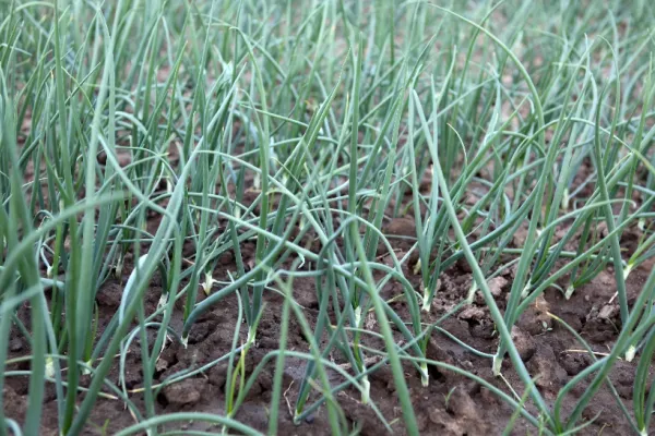 Locul în care ar trebui să plantăm ceapa pentru a avea o recoltă bogată. Regula de aur, știută doar de grădinarii cu experiență