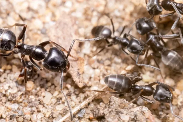 O specie de furnică agresivă se răspândește alarmant în Europa. În Germania, unele orașe au rămas fără curent și internet din cauza adevăratelor invazii