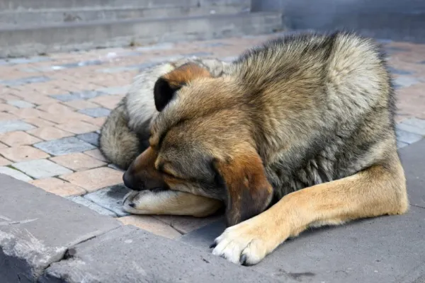 Polițiștii din Suceava au reținut un bărbat care a împușcat un câine fără stăpân