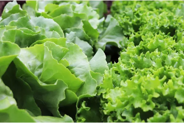 Un parazit face ravagii în SUA: salata iceberg, asociată cu mii de îmbolnăviri și pierderi pentru restaurante