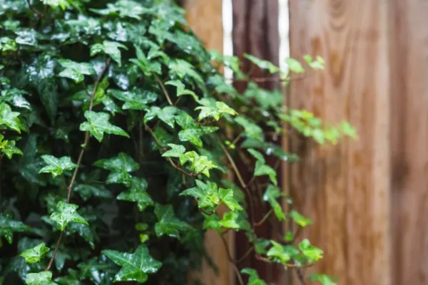 Uniunea Europeană interzice vânzarea și cumpărarea unei plante ornamentale populare, începând cu 5 august 2025