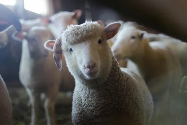 Caz șocant în Germania. Un român sacrifica oi într-un apartament închiriat. Animalele au fost furate dintr-un parc natural