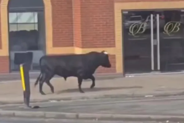 Un taur în galop prin oraș: scene neobișnuite pe străzile din Birmingham