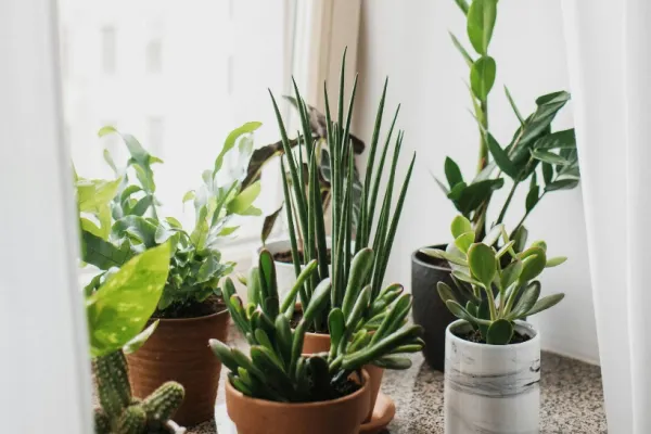 Planta minune pe care trebuie să o ai în casă dacă fumezi. Este aur curat