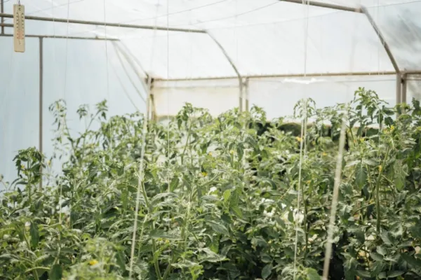 Bolojan începe vânătoarea de "ciocoi" din agricultură. Ce taxe le pune guvernul micilor fermieri?