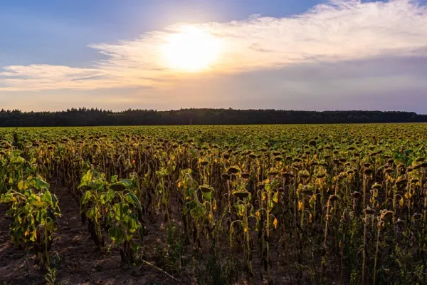 Un val de caniculă lovește România: temperaturi extreme și risc crescut pentru sănătate. Fenomenul apărut o dată cu gradele în termometre
