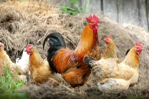 Bunicii știau secretul ouălor perfecte: ce trebuie să pui în apa găinilor, pentru ca gălbenușul să fie auriu și dens