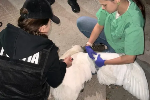 Două lebede albe, găsite captive într-o gospodărie, salvate de polițiștii pentru protecția animalelor. Cinci persoane, anchetate penal