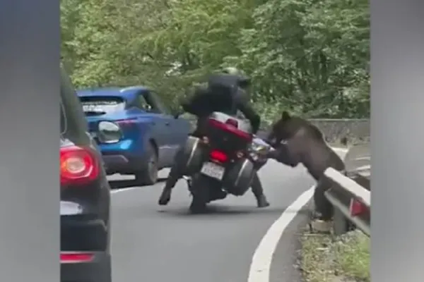 Turist străin, atacat de un urs pe Transfăgărășan. Animalul i-a răsturnat motocicleta și i-a golit rucsacul