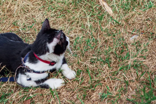 Alimentele care pot fi periculoase pentru câini și pisici. Ce trebuie să știi pentru a nu-ți îmbolnăvi animalul de companie