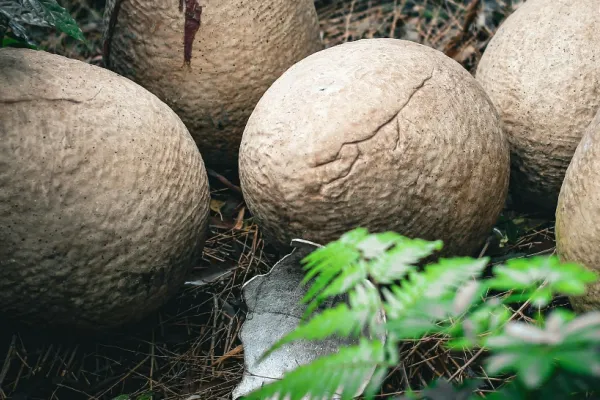 Descoperire uimitoare: Ouă de dinozaur, vechi de 86 de milioane de ani, au fost găsite în China