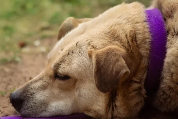 Mare atenție la mâncarea oferită câinilor! Alimentele obișnuite care pot deveni periculoase fără să știi