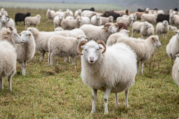 Focar de antax la o fermă de capre și oi din Vrancea. Proprietarul animalelor, internat în spital