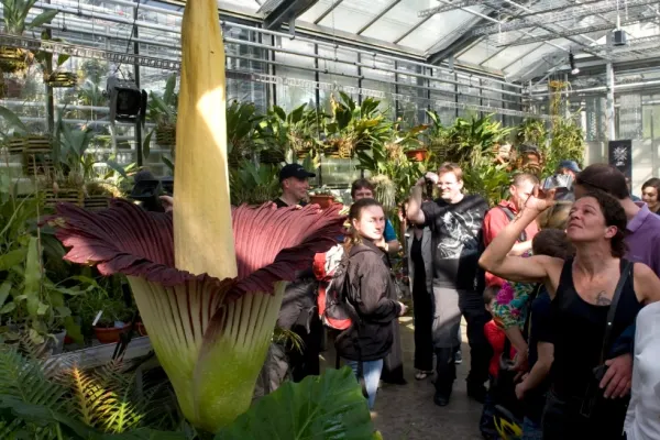 Alertă la o grădină botanică din Germania! A dispărut floarea-cadavru, care miroase a carne putrezită: planta atrăgea mii de vizitatori FOTO